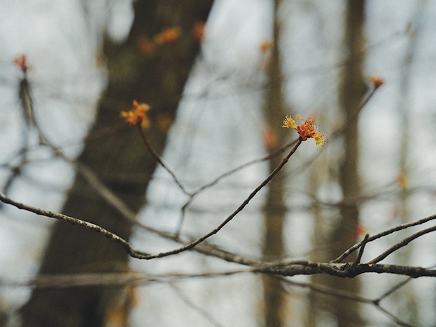 Tree blossom in the spring