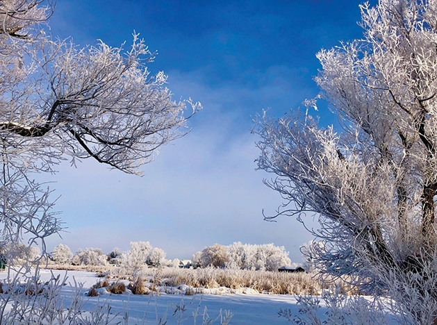  Judy Voigt Englund, Frosty Morning