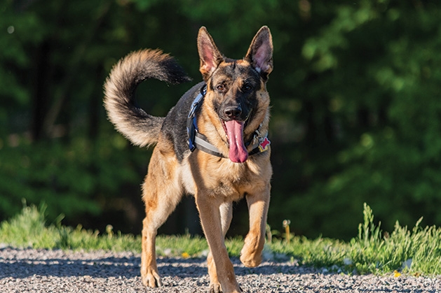 A dog named Havoc plays at a dog park in Orono.