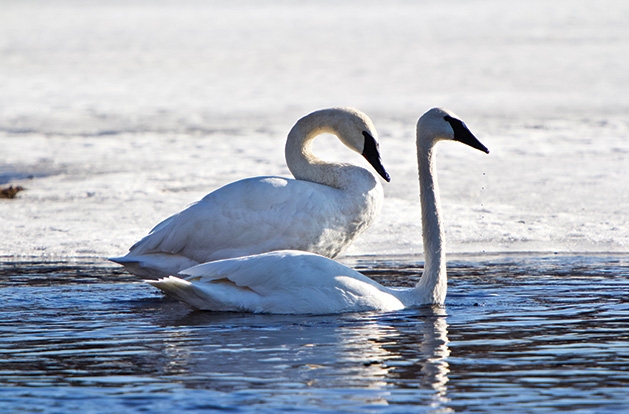 Two Swans in the water during winter at Gray's Bay.