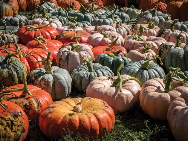 Pumpkin patch at The Arb.