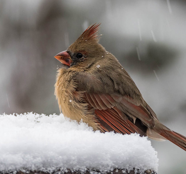 2018 Lens on Lake Minnetonka honorable mention Snowy Cardinal