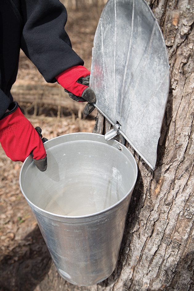 maple tapping for syrup