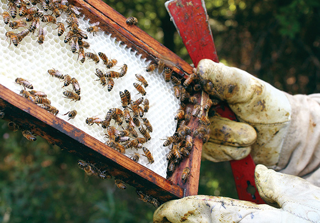 A beekeeper from Ames Farm holds a bee frame