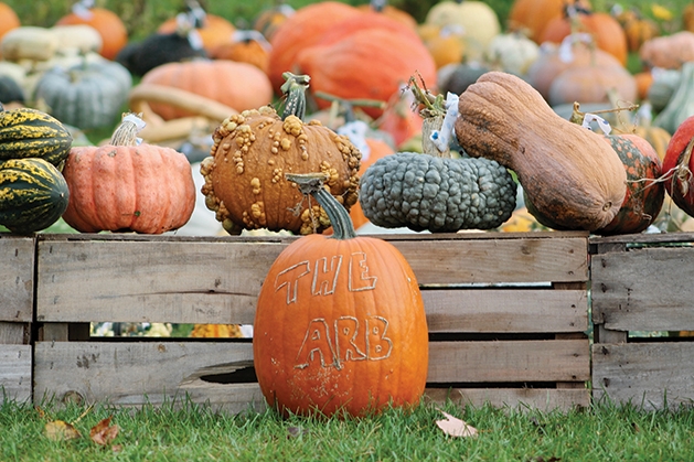 World of Pumpkins Display 