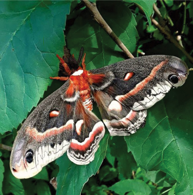A giant silkmoth rests on a leaf.