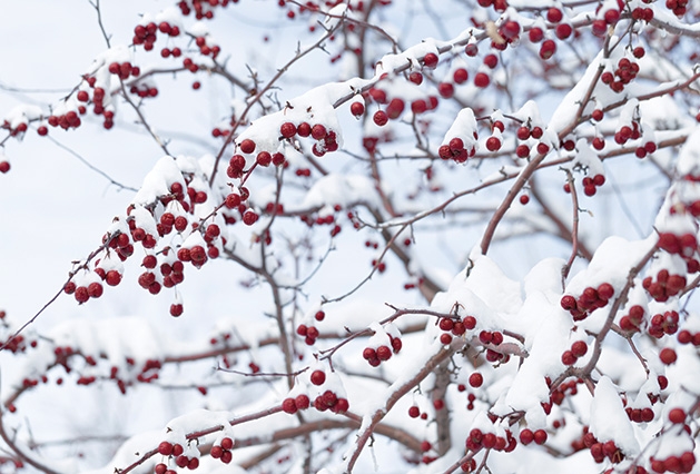 A crabapple tree