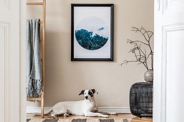 Dog waiting to play in a tidy home