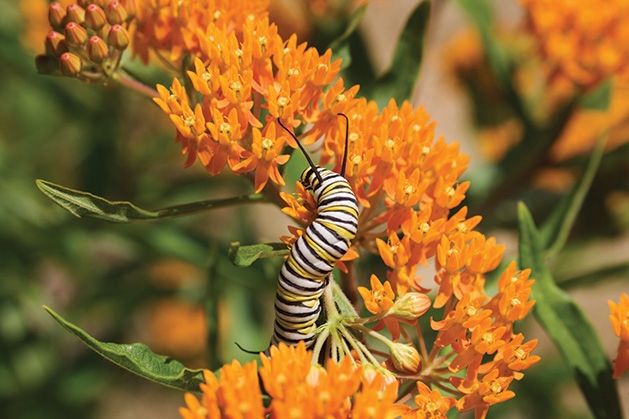 A caterpillar climbs on orange flowers.