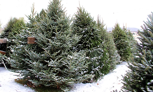 Christmas trees on a Christmas tree farm