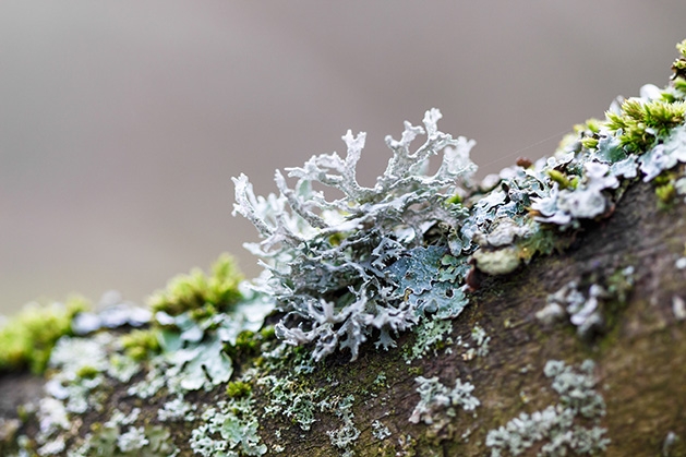 Lichen on a dead tree branch