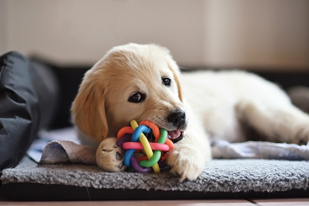 A dog plays with a toy at Top Dog Country Club