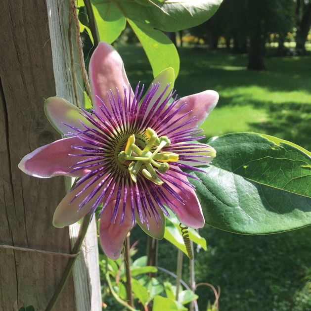 Passion flower vine.