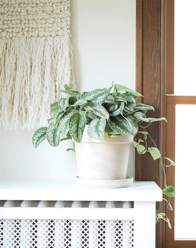 A plant from Tonkadale Greenhouse sits on top of a radiator near a window.