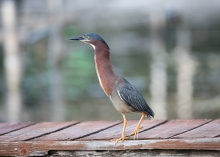 A green heron on a dock