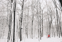 A woman and her dog walk through snowy woods near Lake Minnetonka