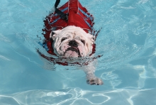 dog swimming in pool