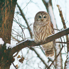 A barred owl on a snowy tree branch.