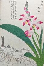 Japanese woodblock print of pink flowers