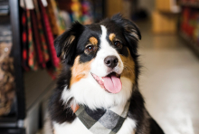 Finnley, the shop dog of Fido's Pantry in Excelsior.