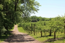 Minnetonka Orchard