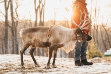 Reindeer at The Northern Express