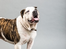A white and brown dog looks above the camera