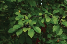 A buckthorn bush with its trademark berries.
