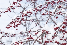 A crabapple tree