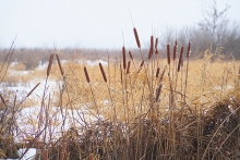 Cattails in the winter