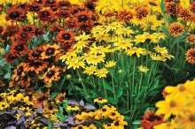 Rudbeckia flowers in autumn shades of yellow and orange.