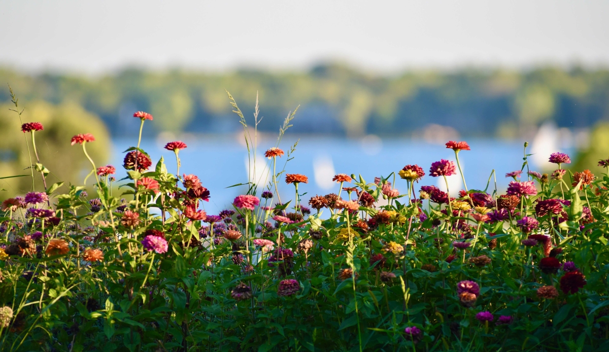 Zinnia's with a View