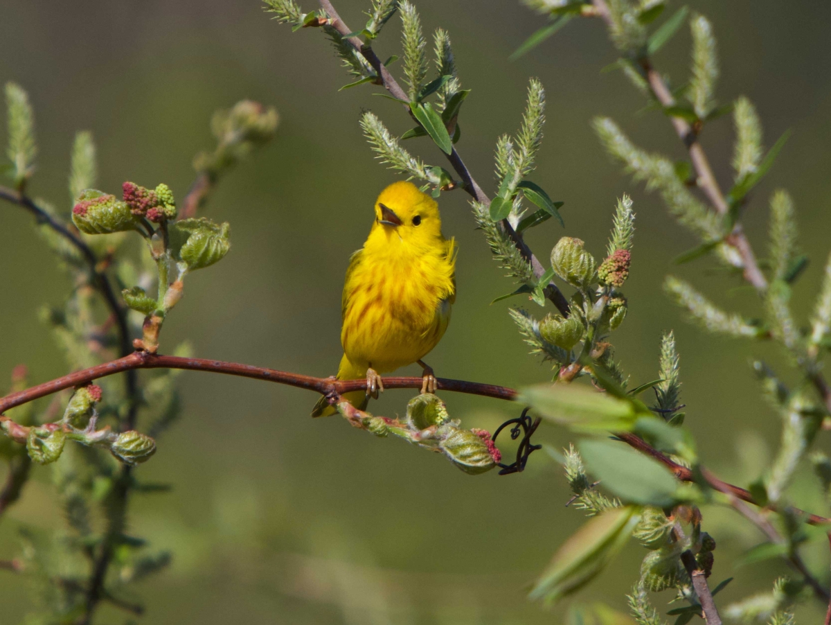 Minnehaha creek Warbler