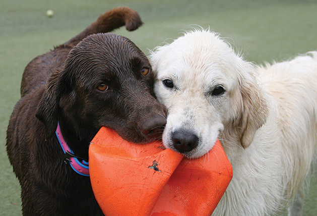 Top Dog Country Club