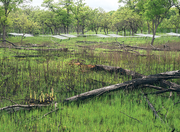 Cedar Creek Savanna