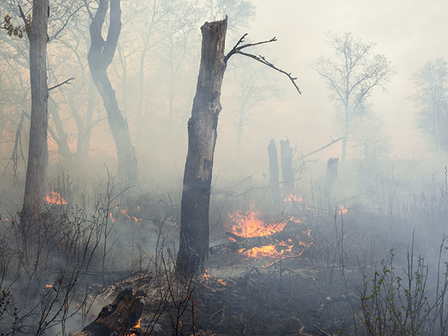 Prescribed burn at Cedar Creek Savanna