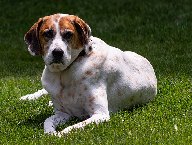 An old dog sits in the grass.