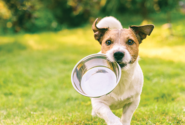 A dog runs with their food bowl.